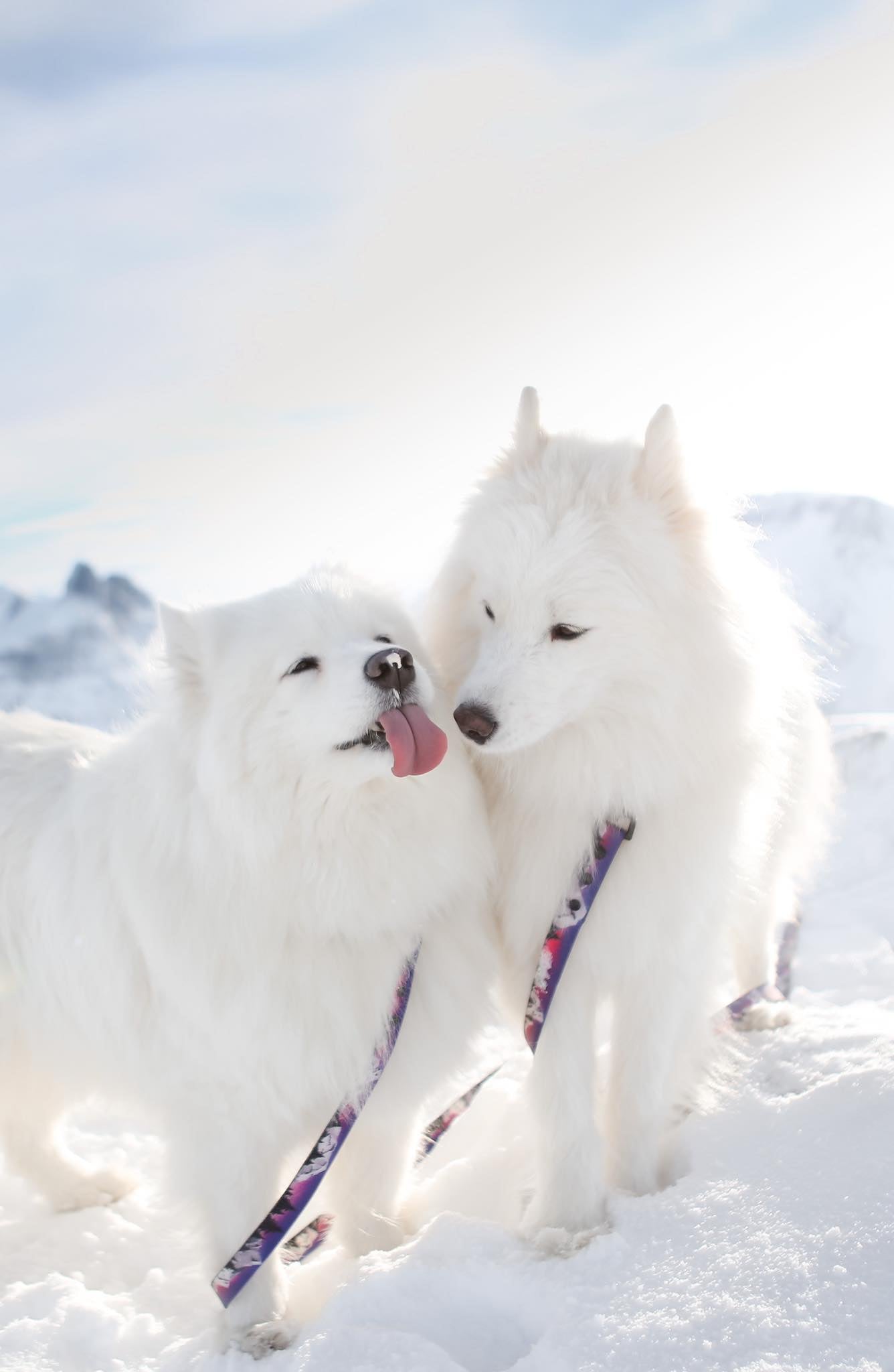 Dog leash Sunset Summit waterproof