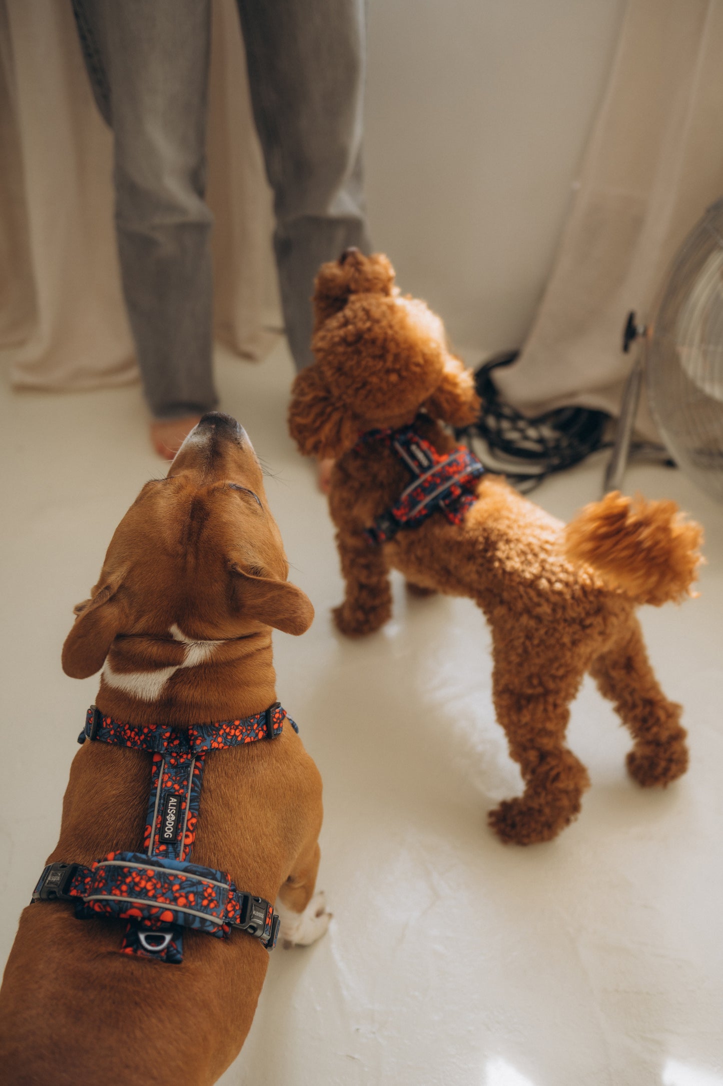 Comfy Harness 2.0 The Red Berry