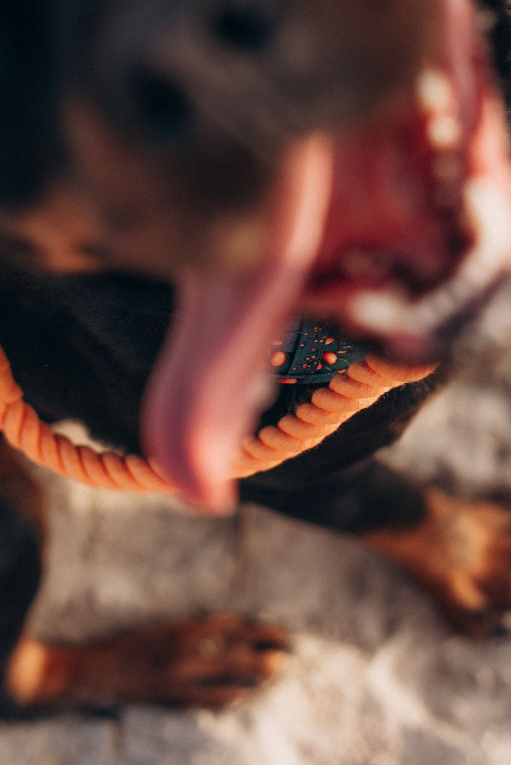 Peach Rope leash 180 cm long