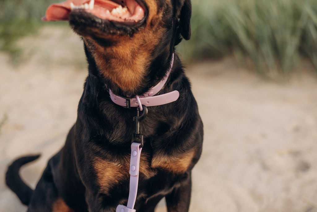 Lilac Waterproof dog collar