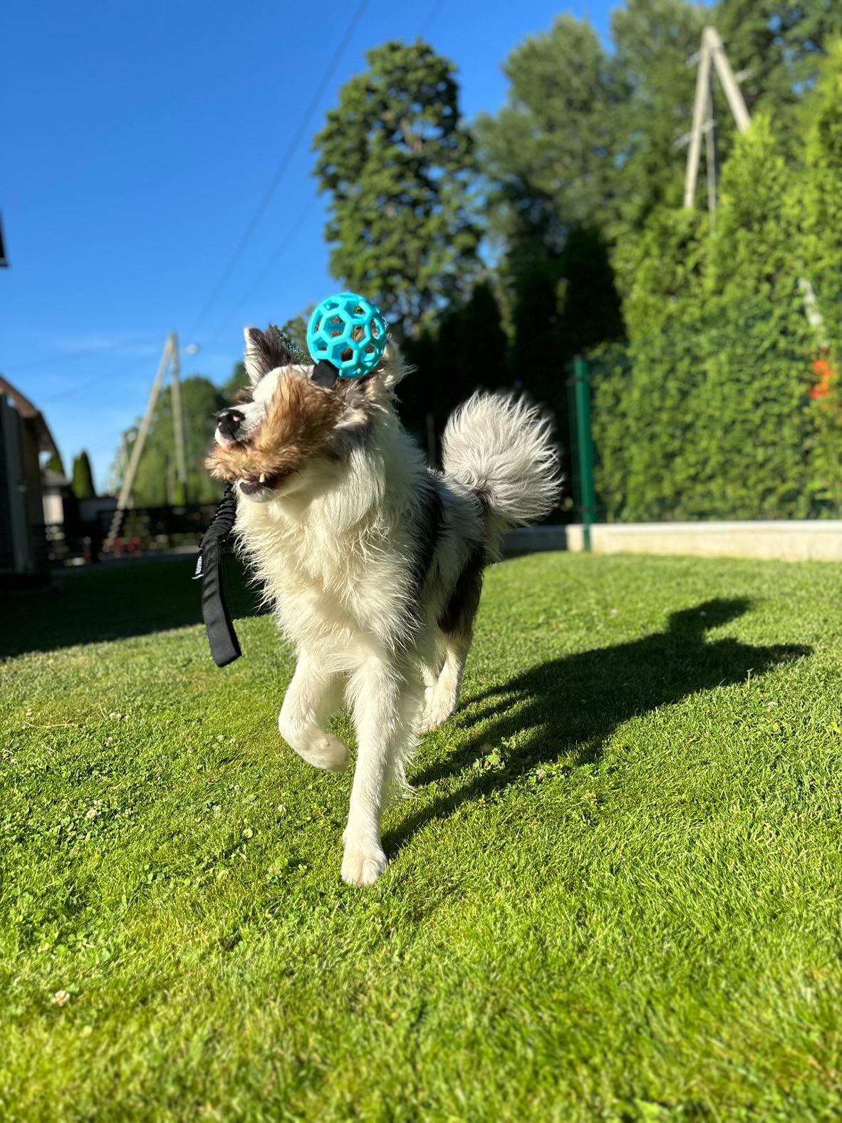 Bungee Tug Toy with Fur and Blue Ball