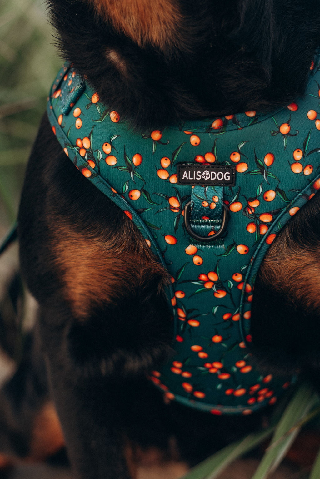 Neoprene 2024 dog harness