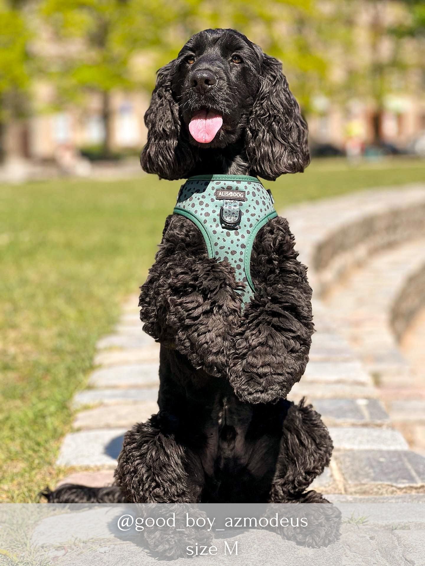 Good boy dog on sale harness