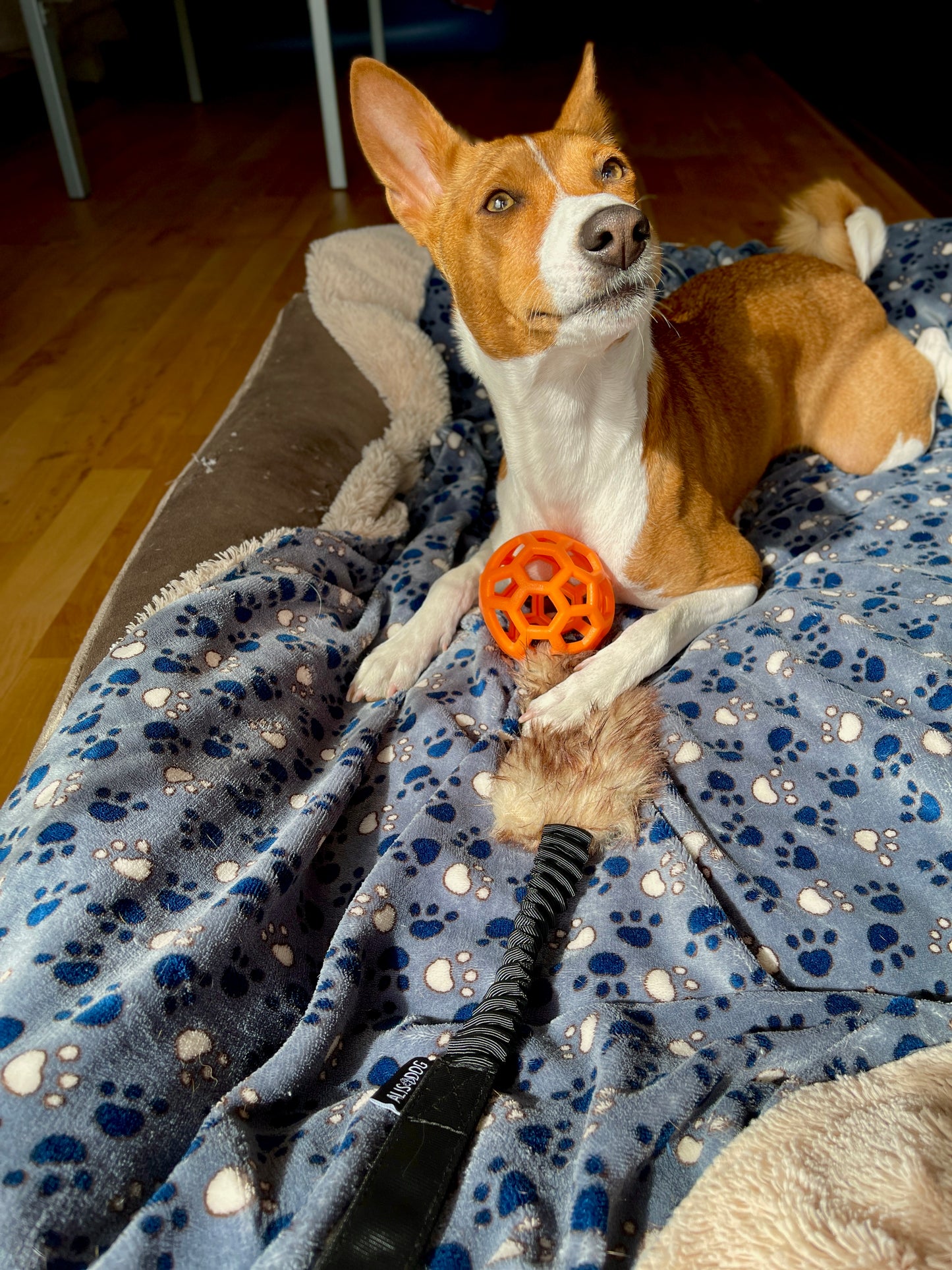 Bungee Tug Toy with Fur and Orange ball, Black handle